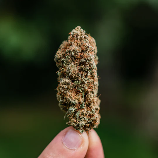 FLOR DE CBD Cherry bubblegum 3.5gr - Imagen 3